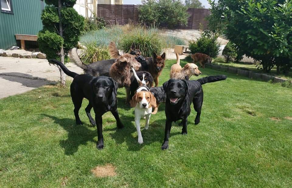 Hunde Betreuung Essen