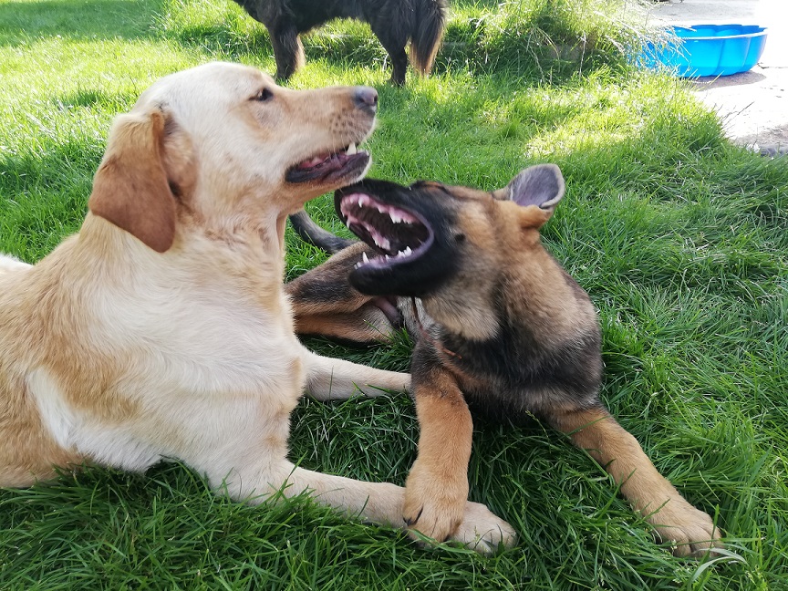 Hunde Urlaubsbetreuung Essen